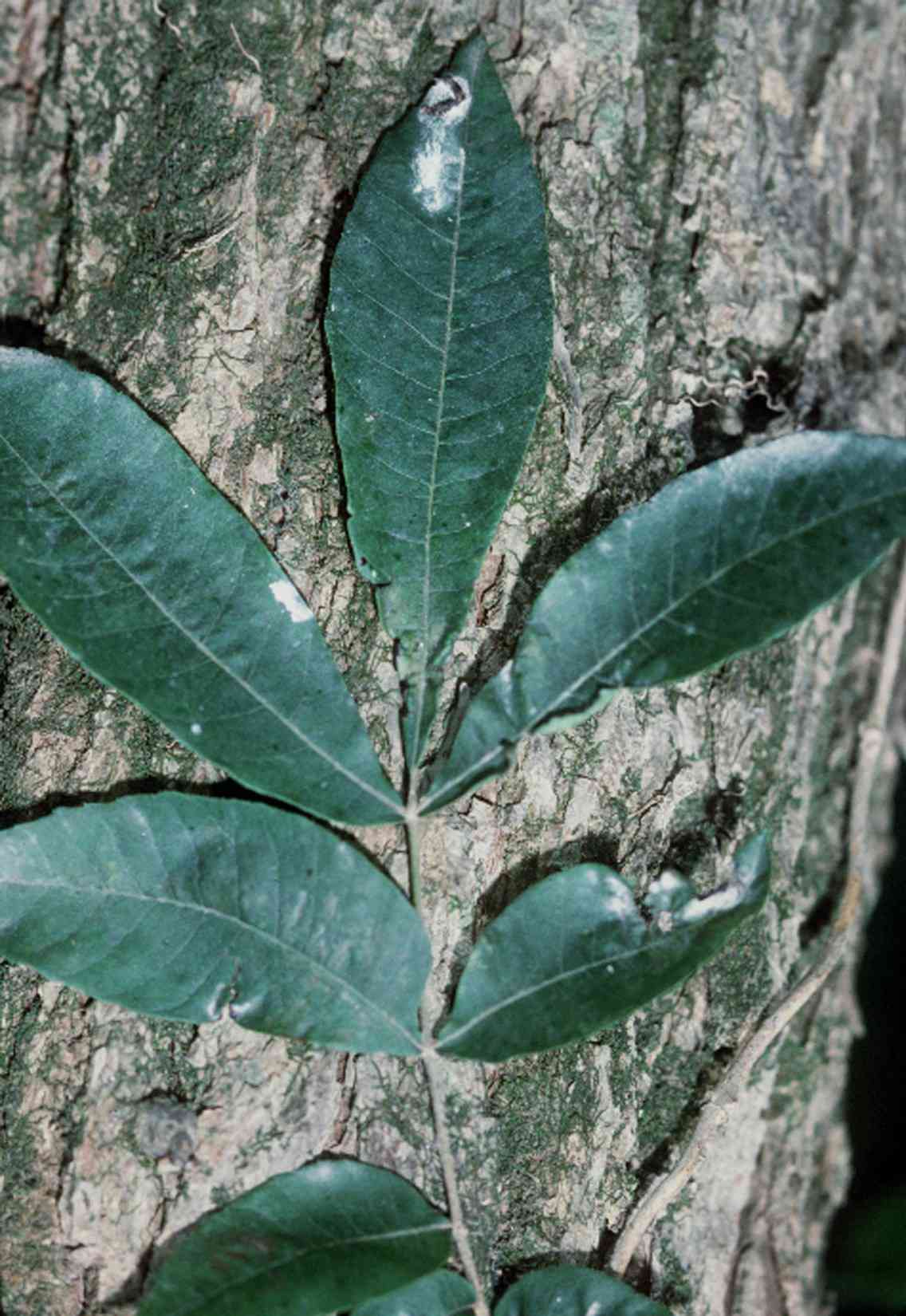 Water hickory