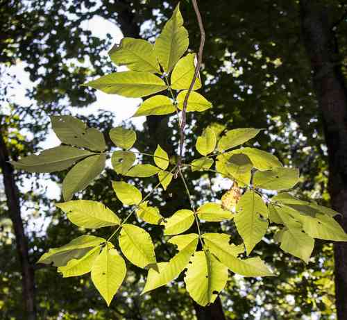 Shagbark hickory