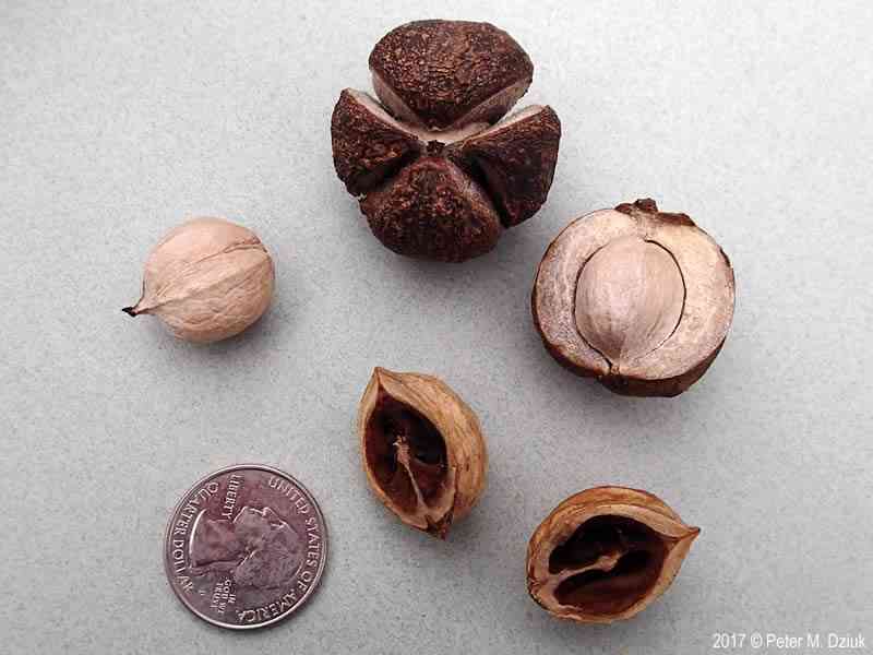 Shagbark hickory