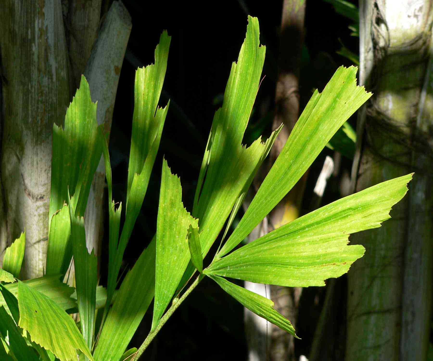 Burmese fishtail palm