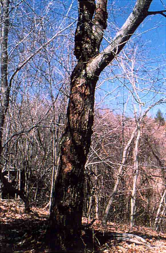 American chestnut