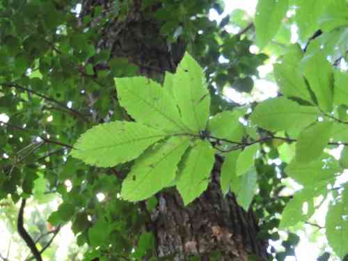 Sweet chestnut