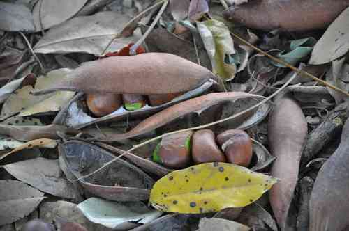 Moreton bay chestnut