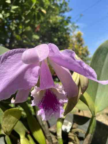 Crimson cattleya