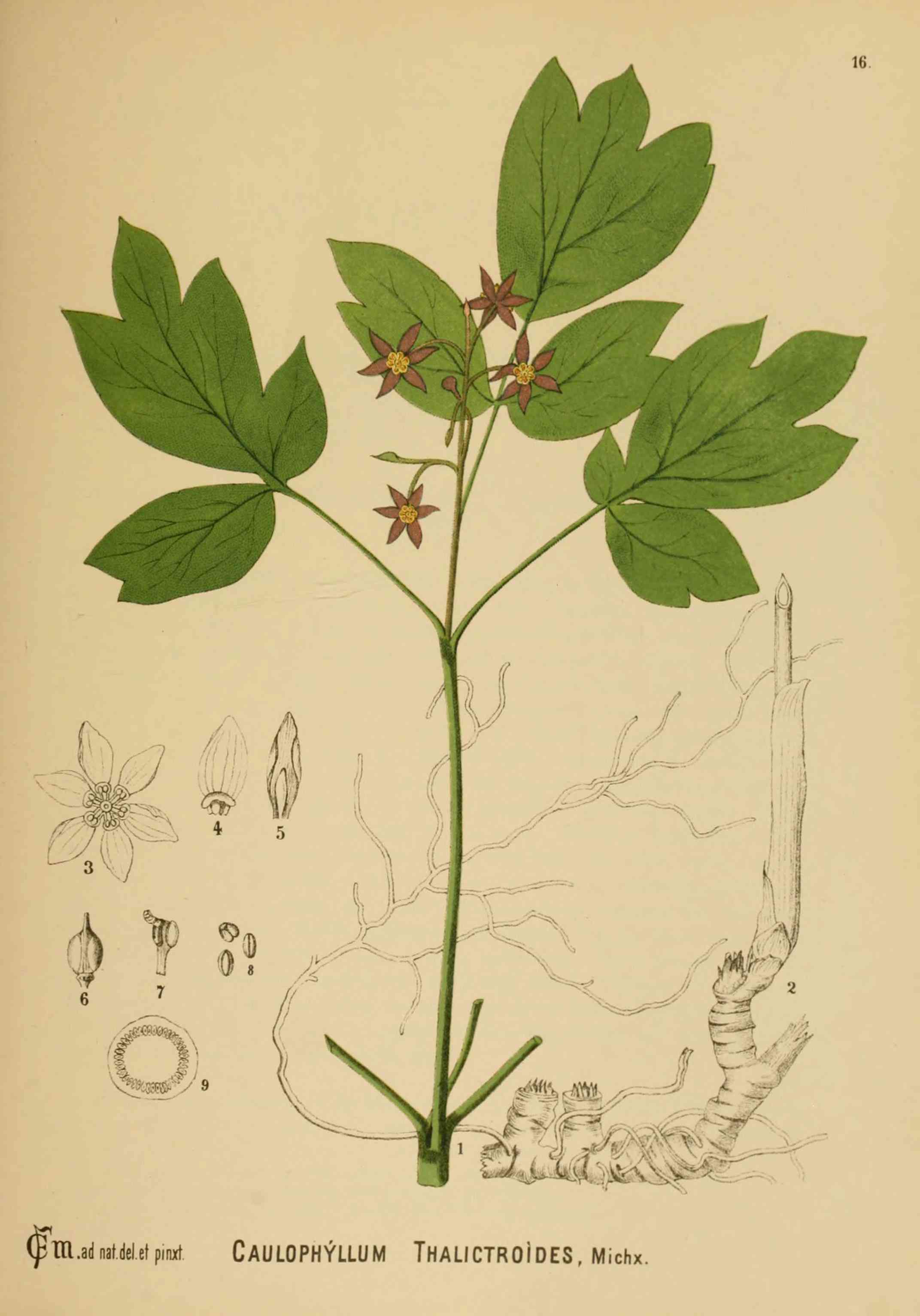Blue cohosh