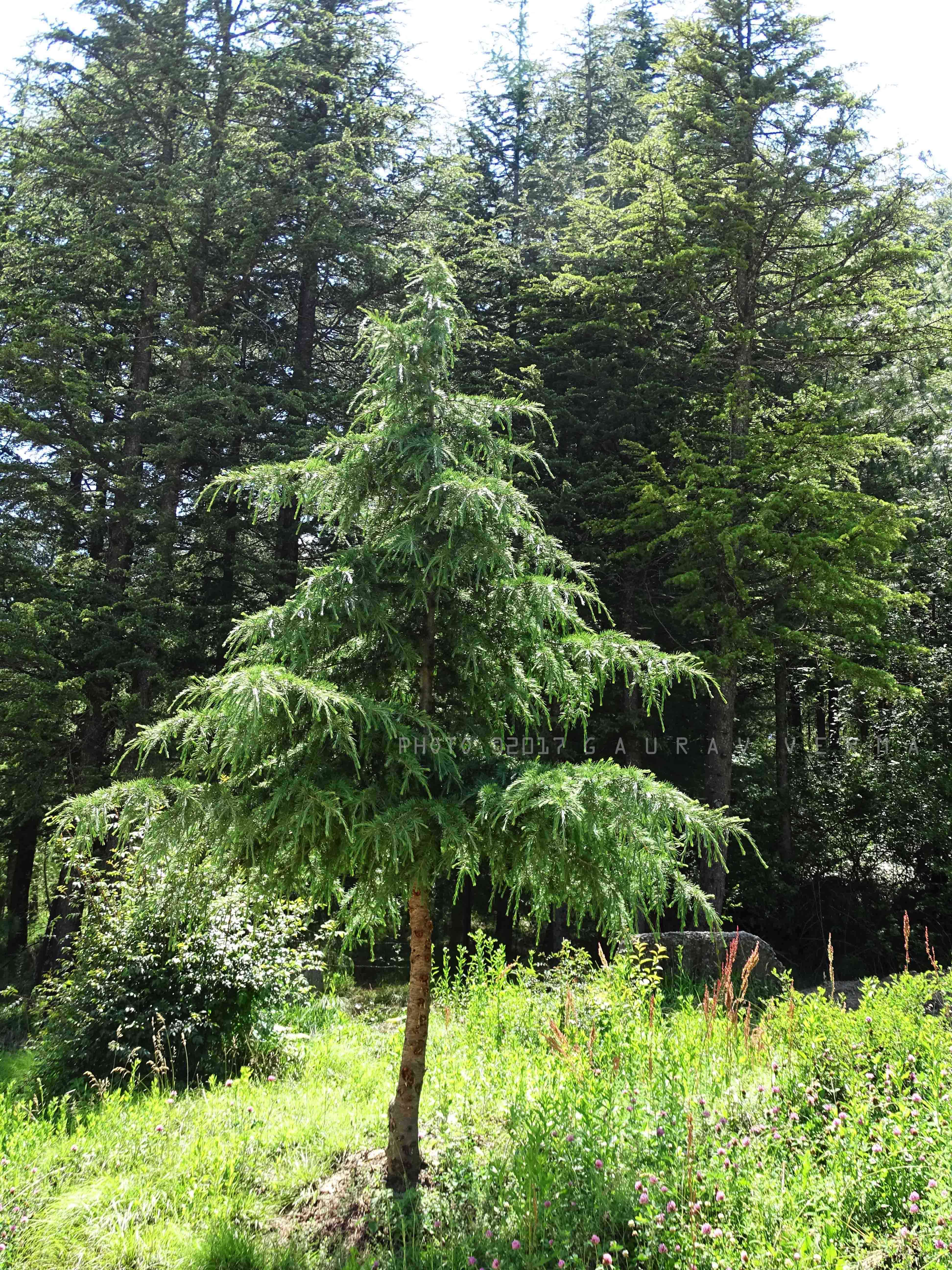 Deodar cedar