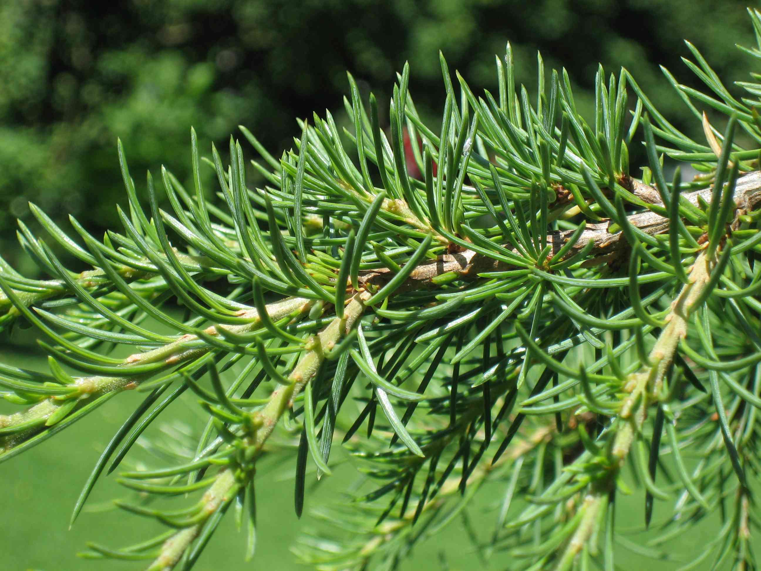 Cedar of lebanon