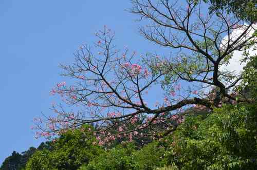 Floss silk tree