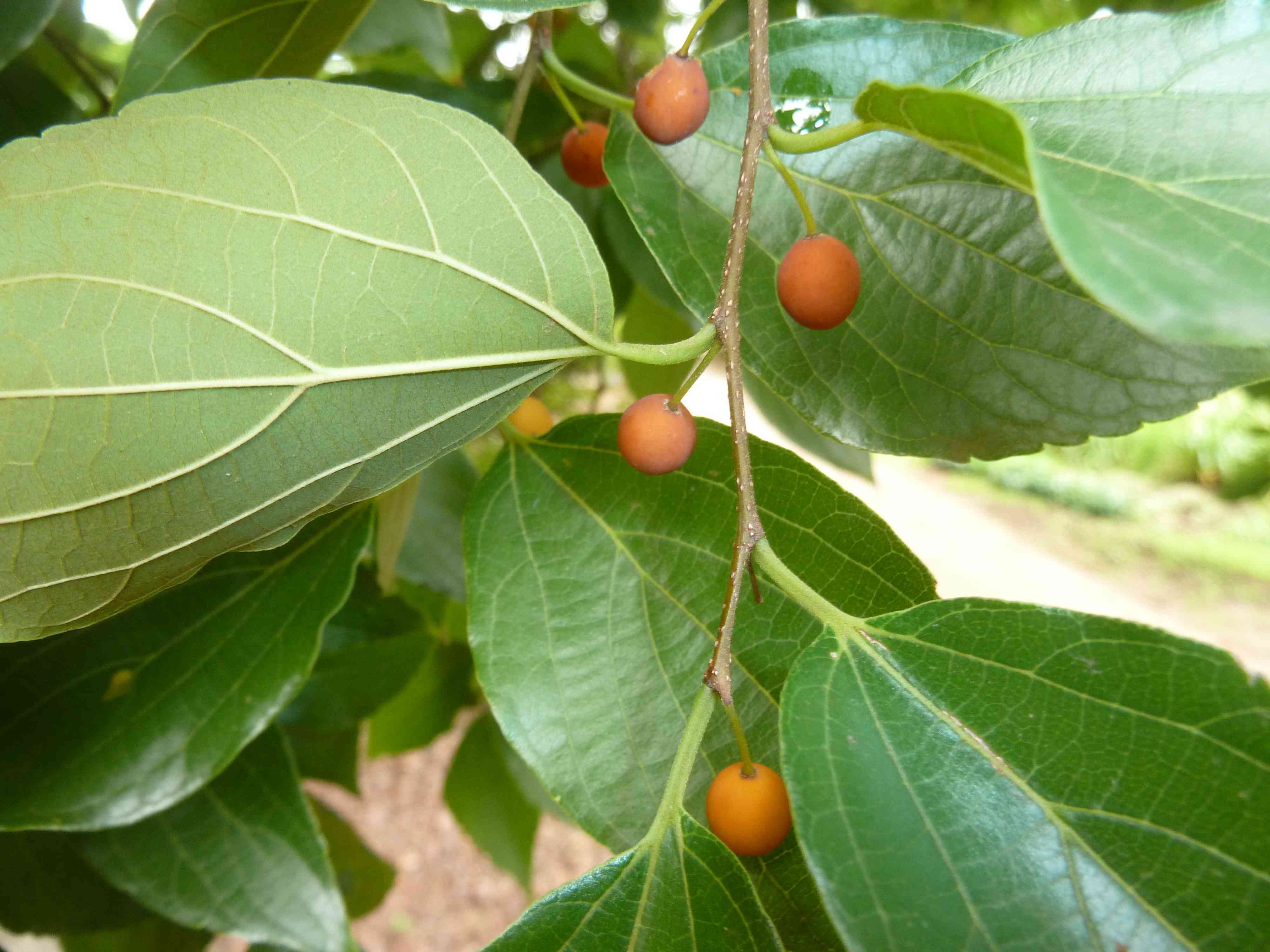 Chinese hackberry