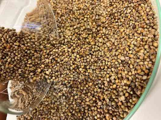 Pearl millet