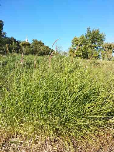 Oriental fountain grass