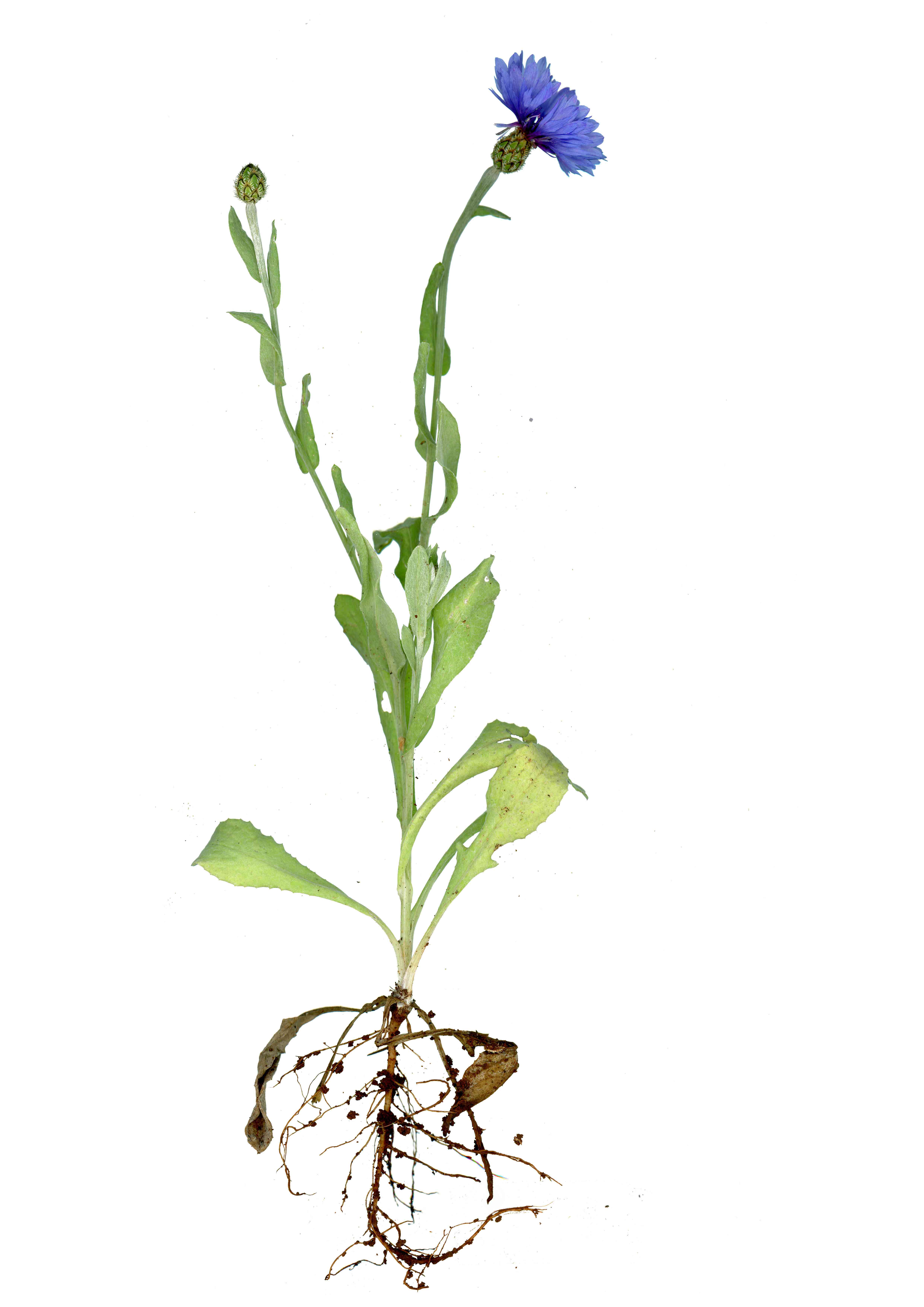 Cornflower