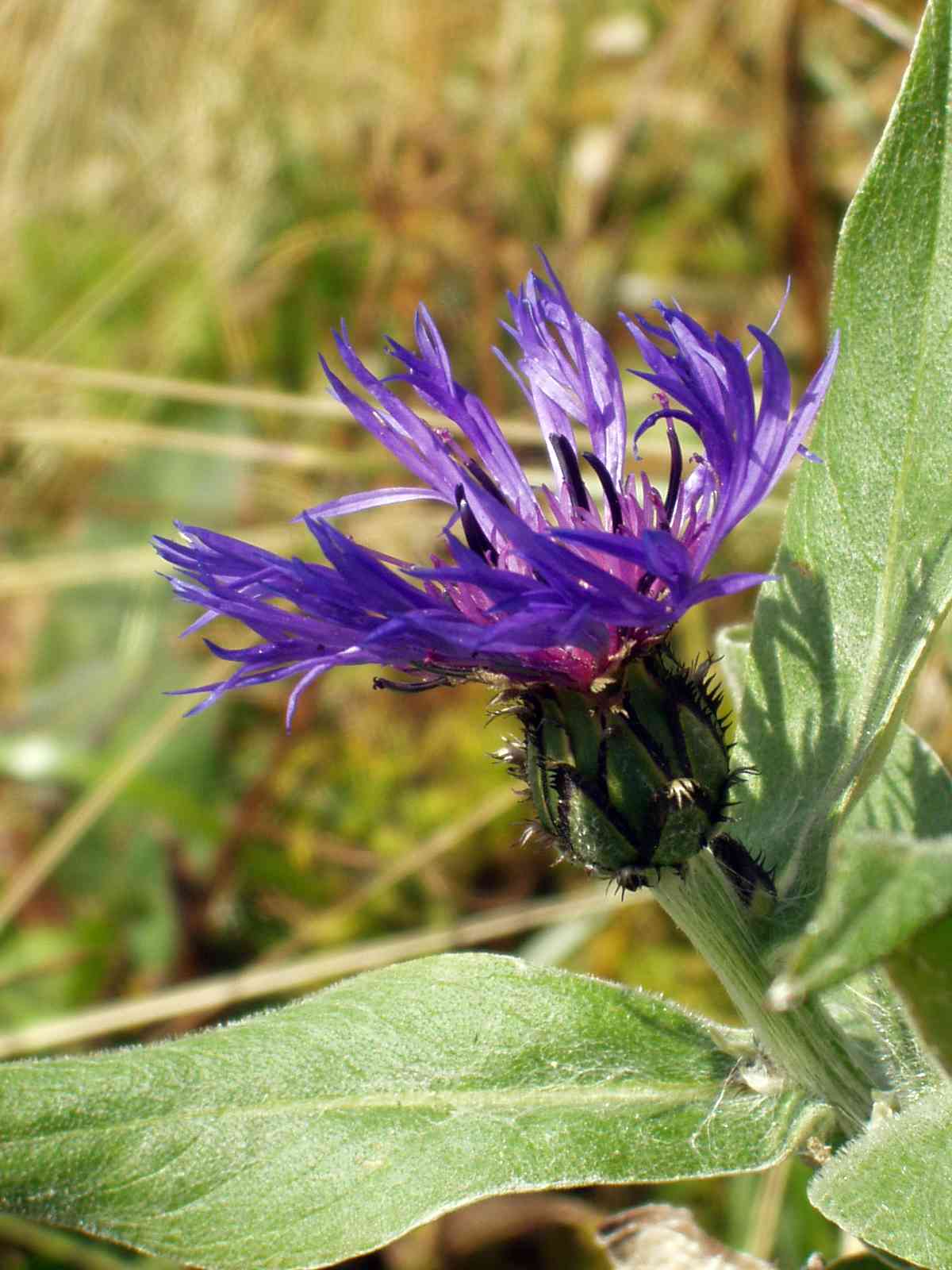 Perennial cornflower