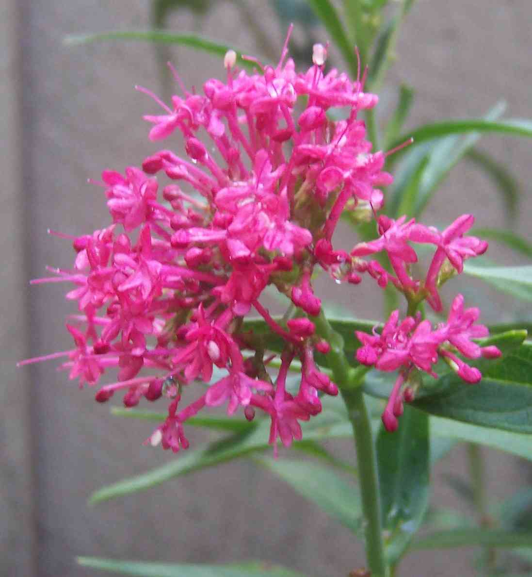 Red valerian