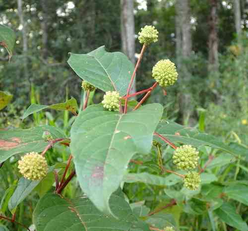 Common buttonbush