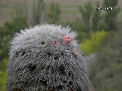 Old man cactus