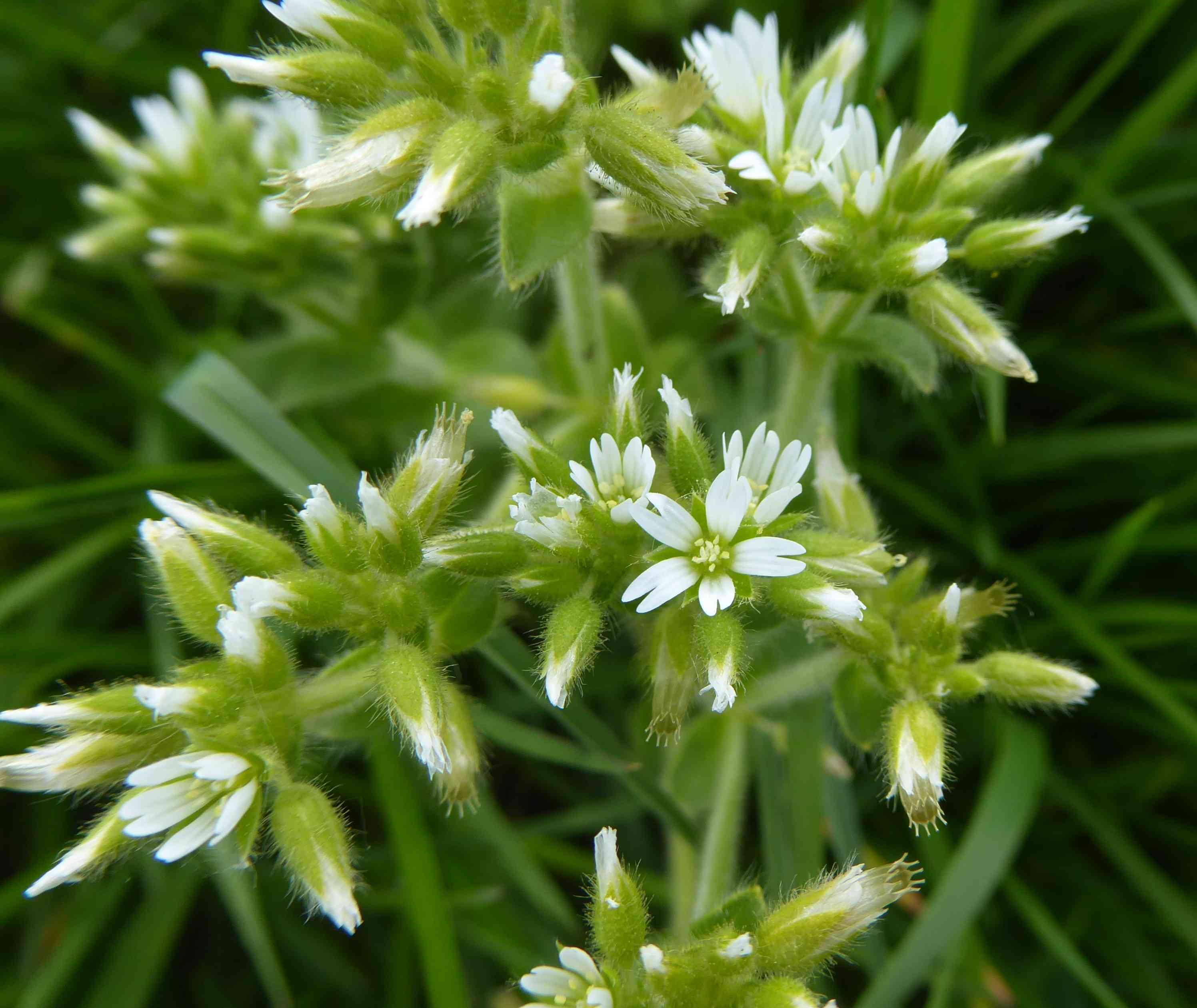 Sticky chickweed