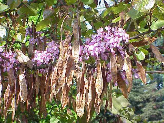Judas tree