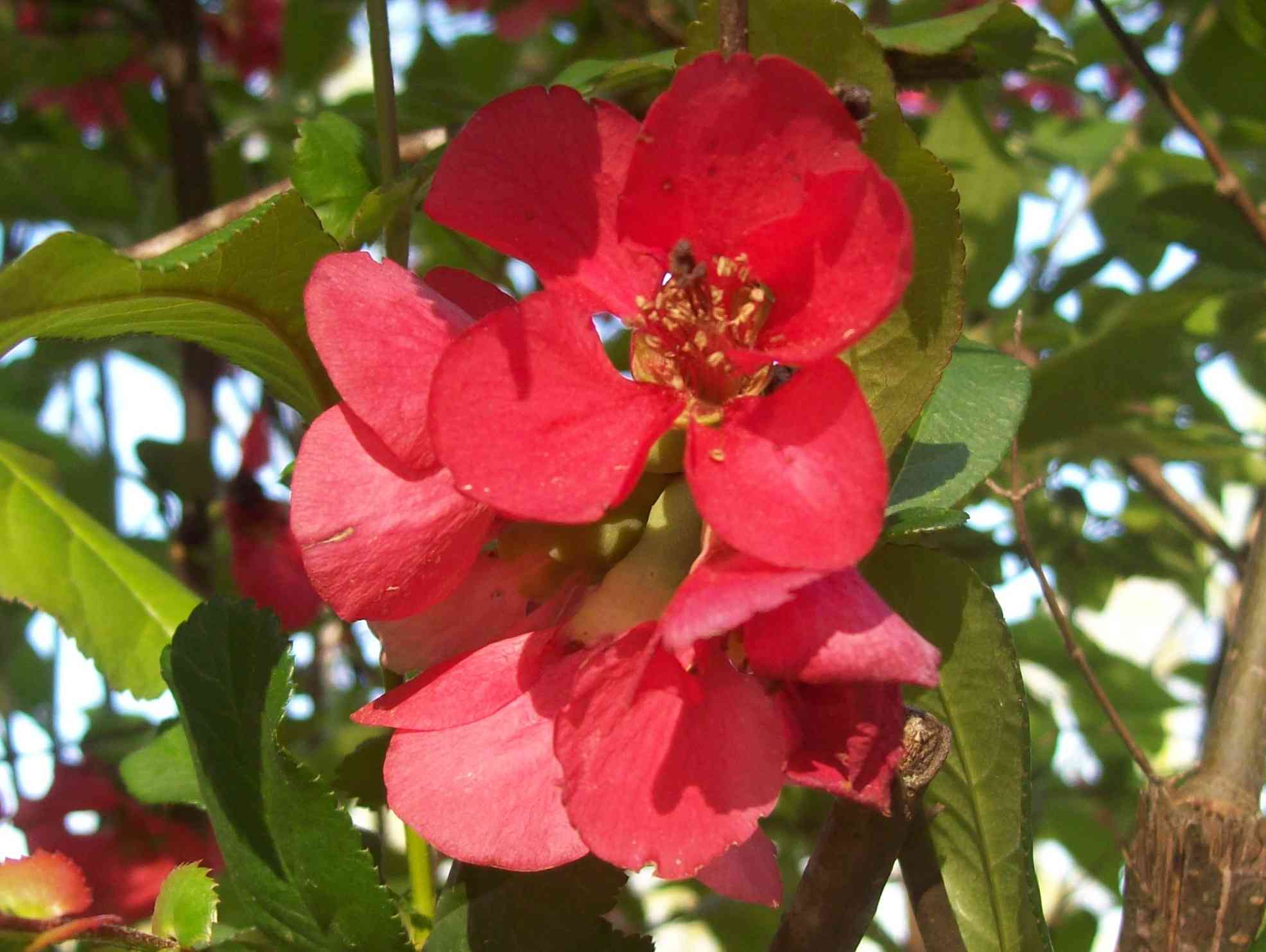 Japanese flowering quince