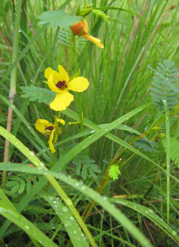 Partridge pea