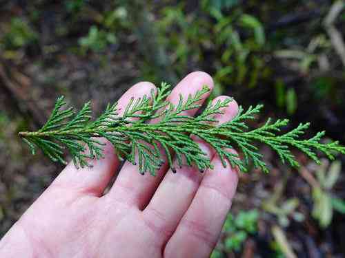 Lawson's cypress