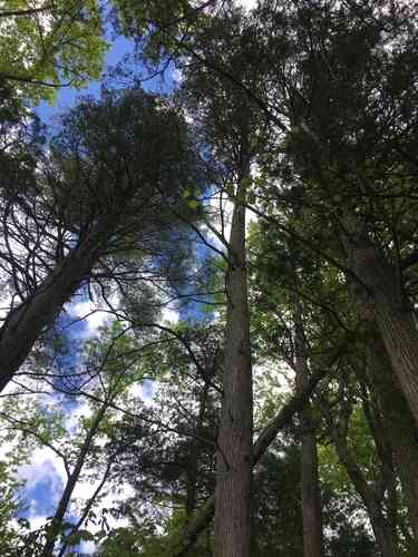 Atlantic white cedar