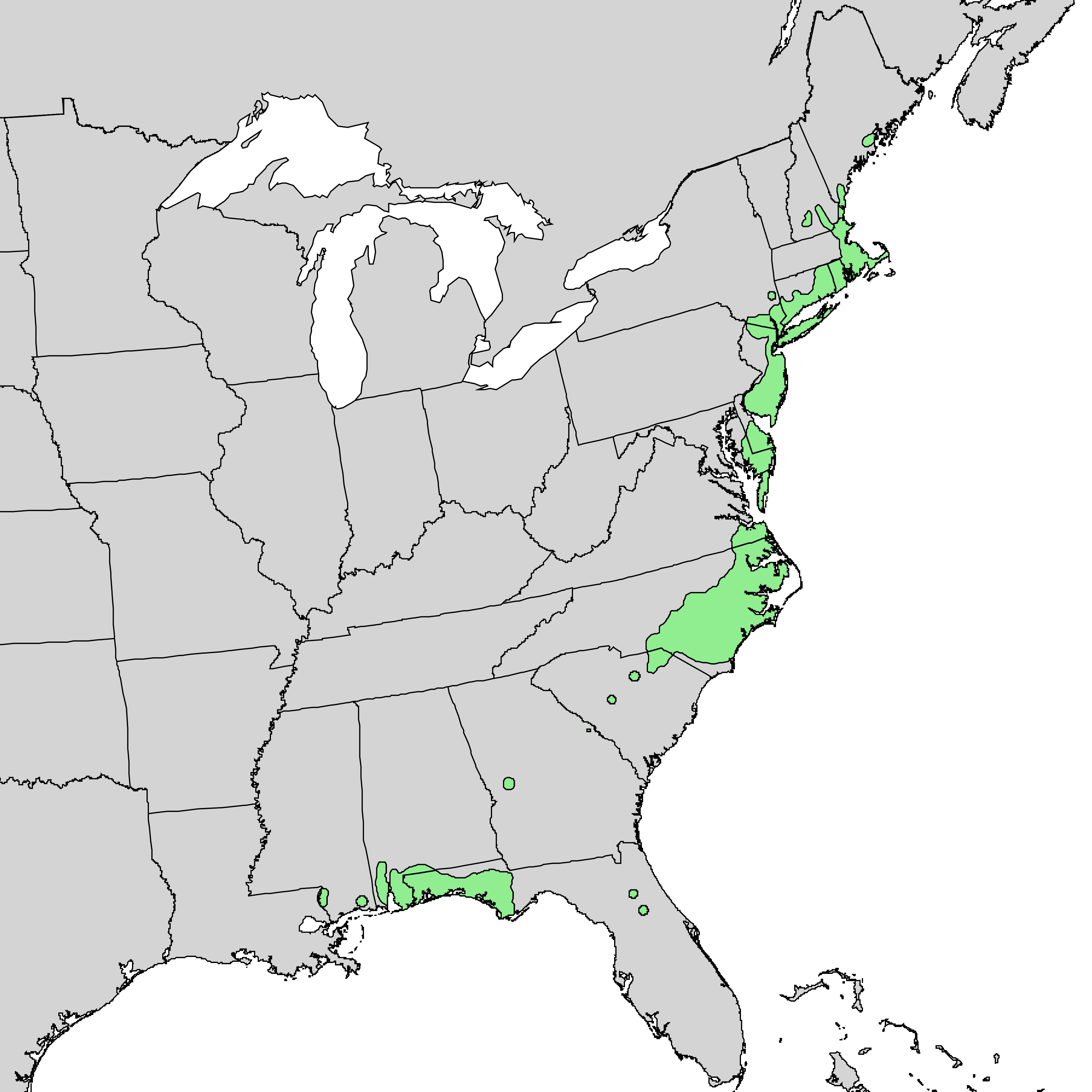 Atlantic white cedar
