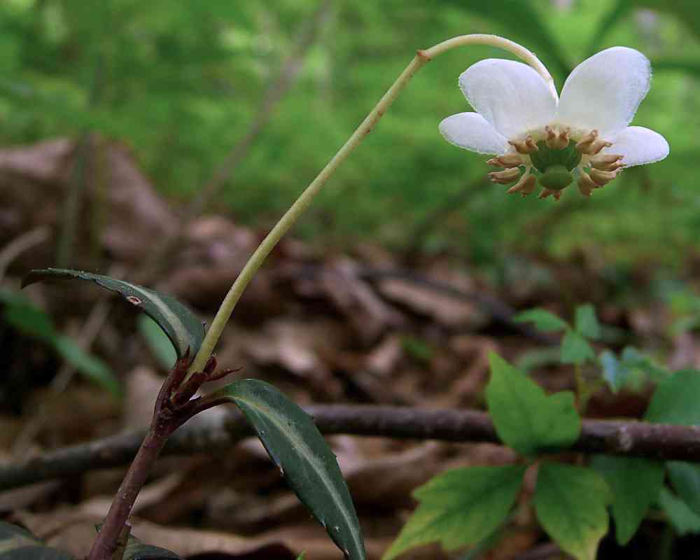 Spotted wintergreen
