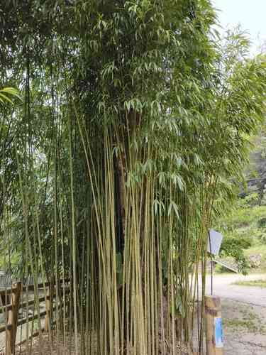 Square bamboo