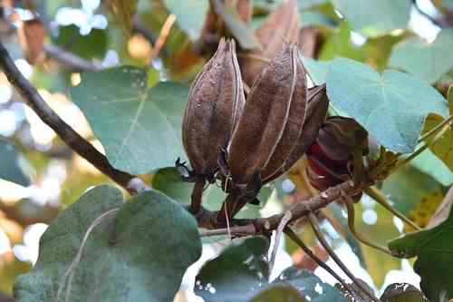 Mexican-hat-plant