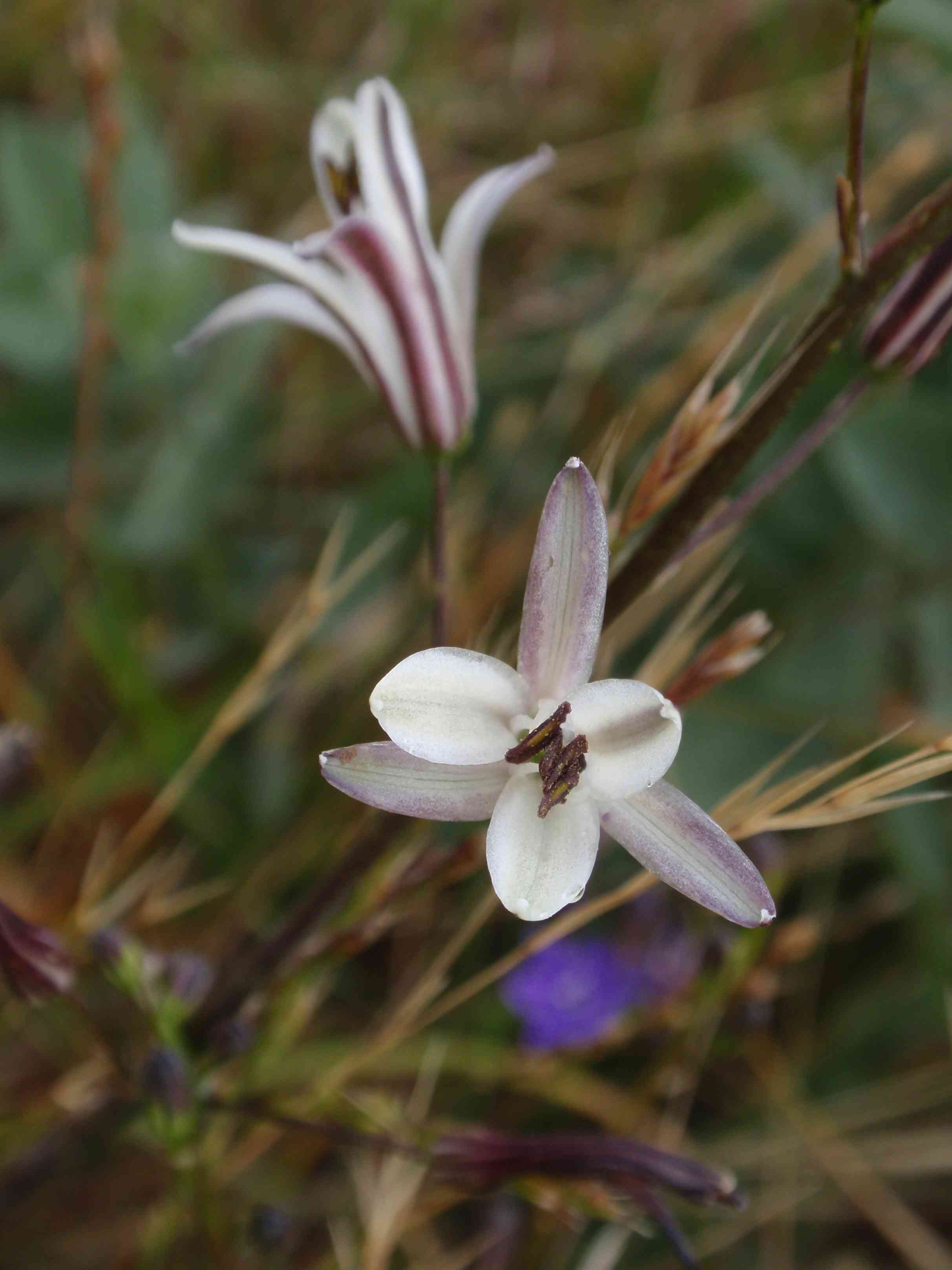 Wavy-leaf soap plant