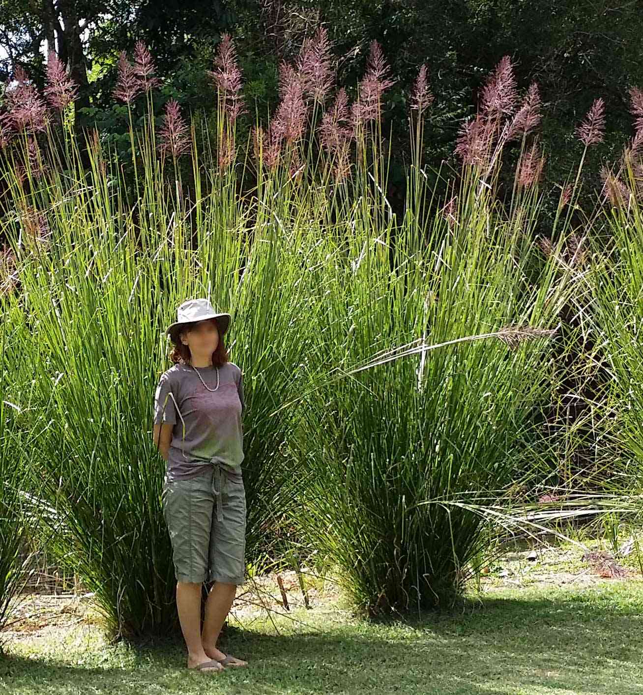 Vetivergrass