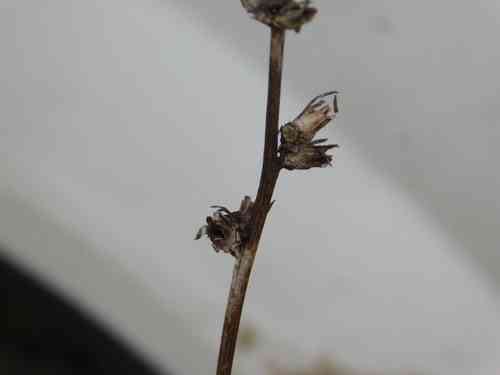 Common chicory