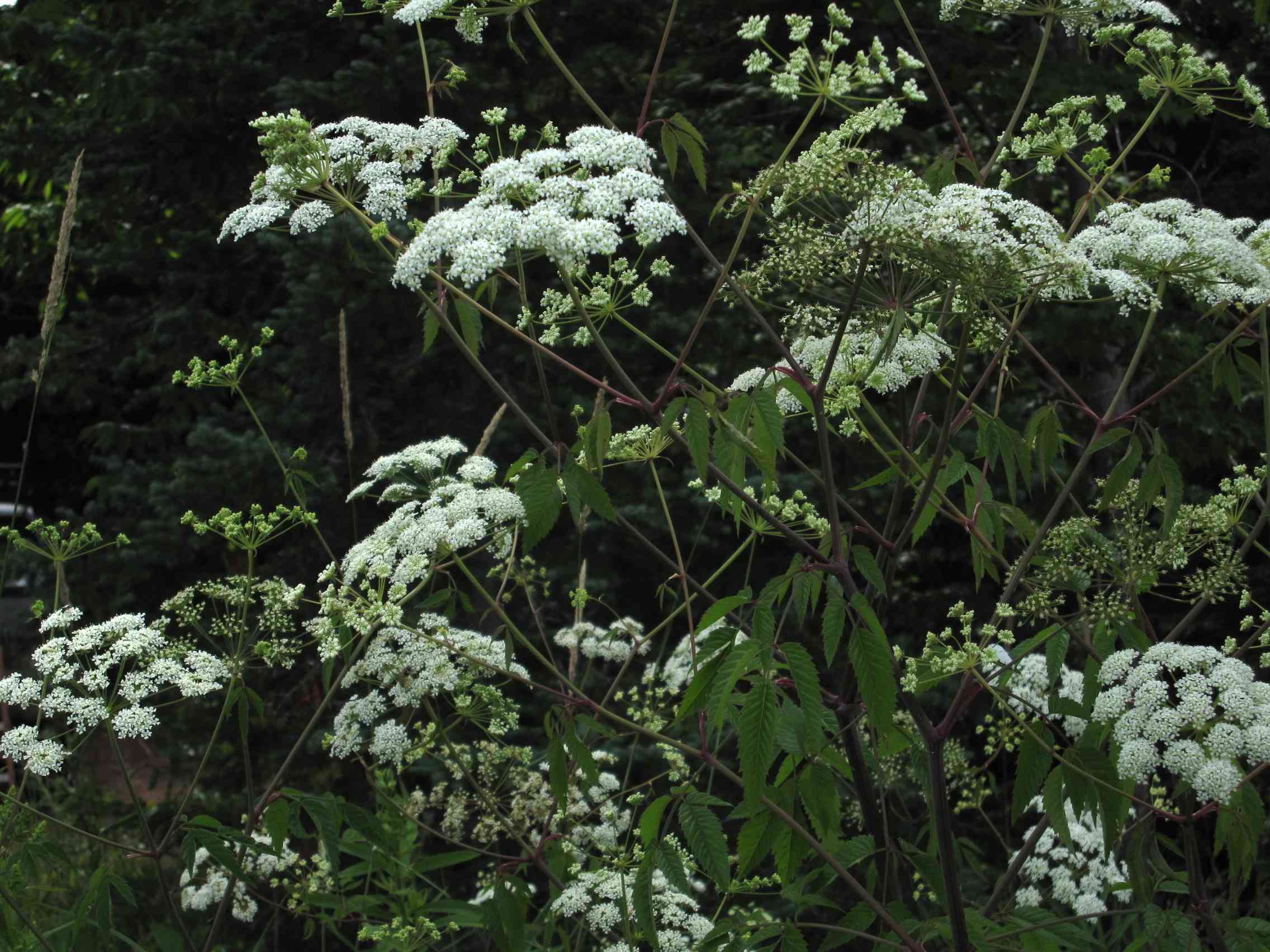 Spotted water hemlock