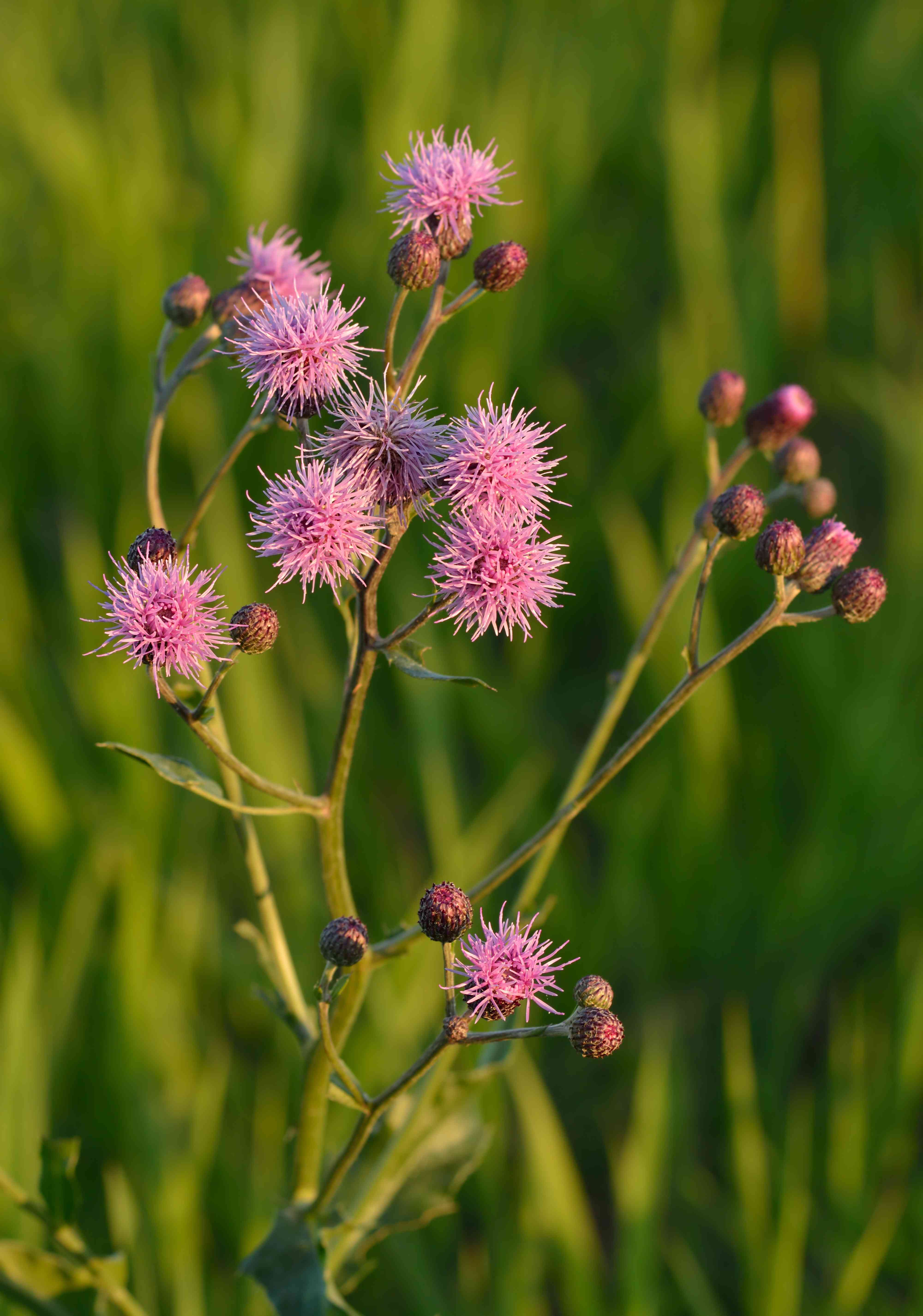 Creeping thistle