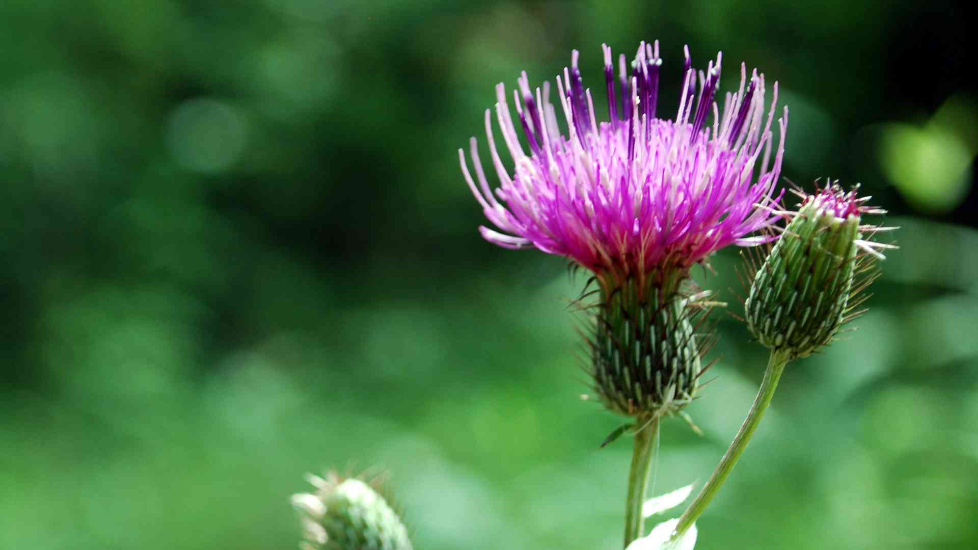 Field thistle