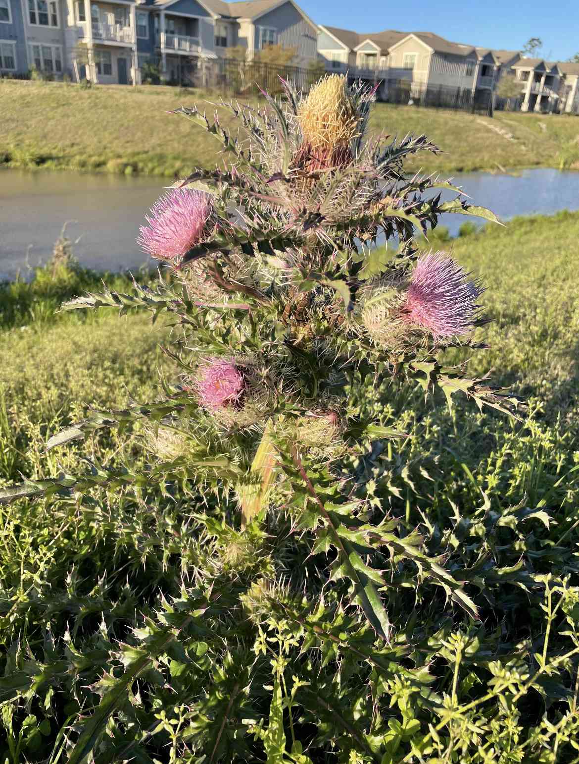 Yellow thistle
