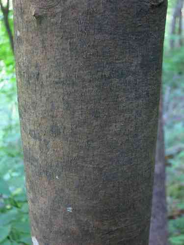 Yellowwood