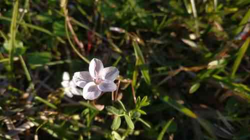 Virginia springbeauty