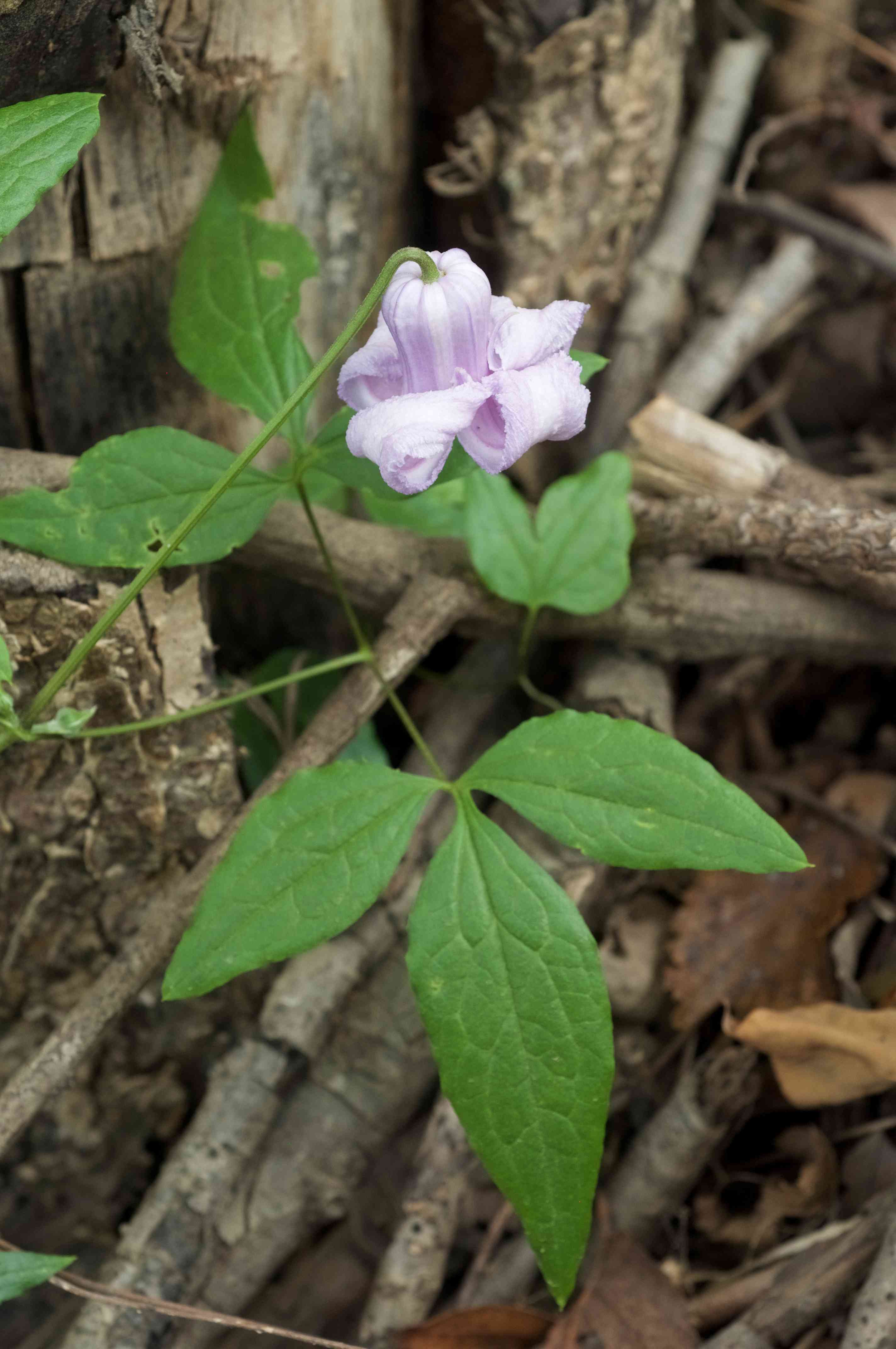 Swamp leatherflower