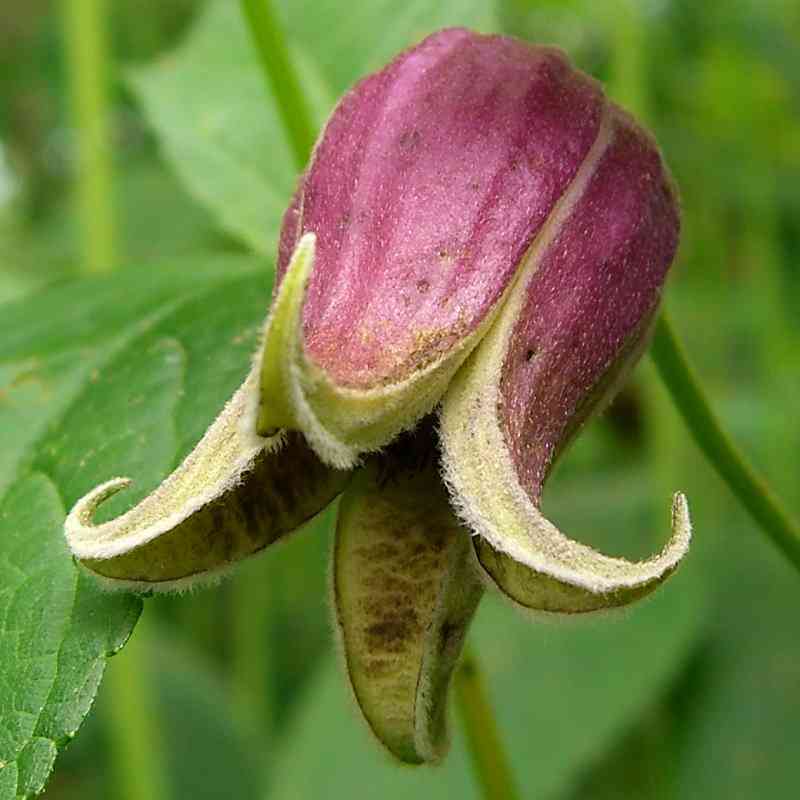 Vasevine