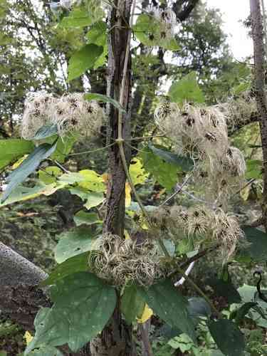 Devil's darning needles