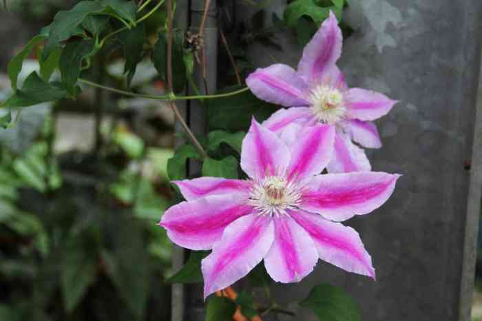 Clematis (Clematis)