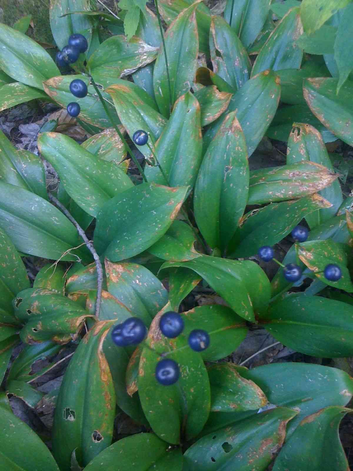 Bluebead Lily