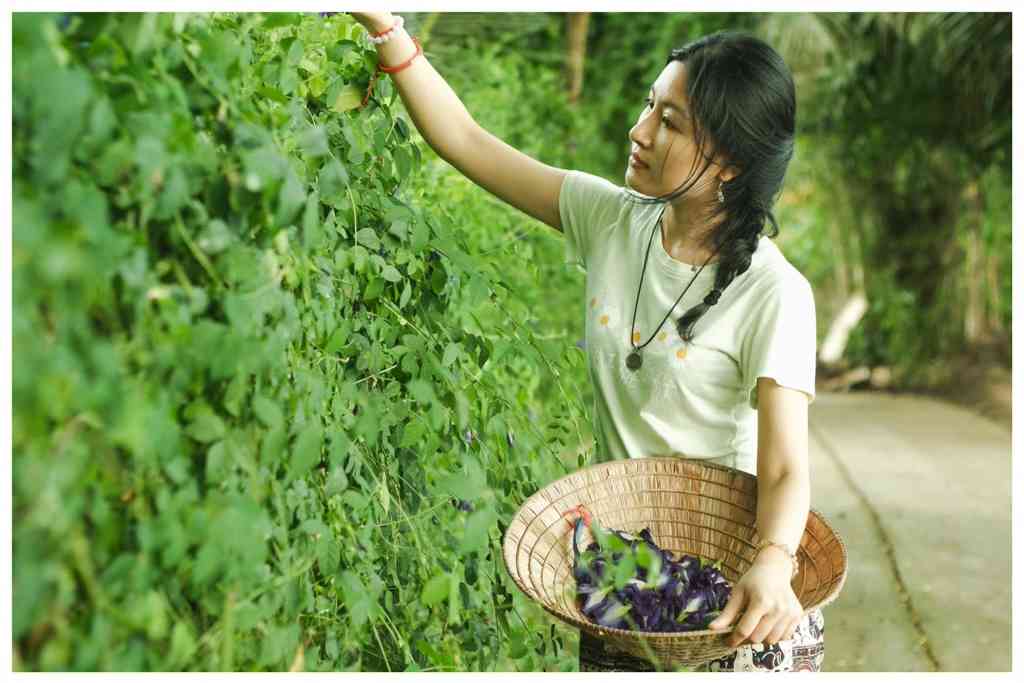 Butterfly pea