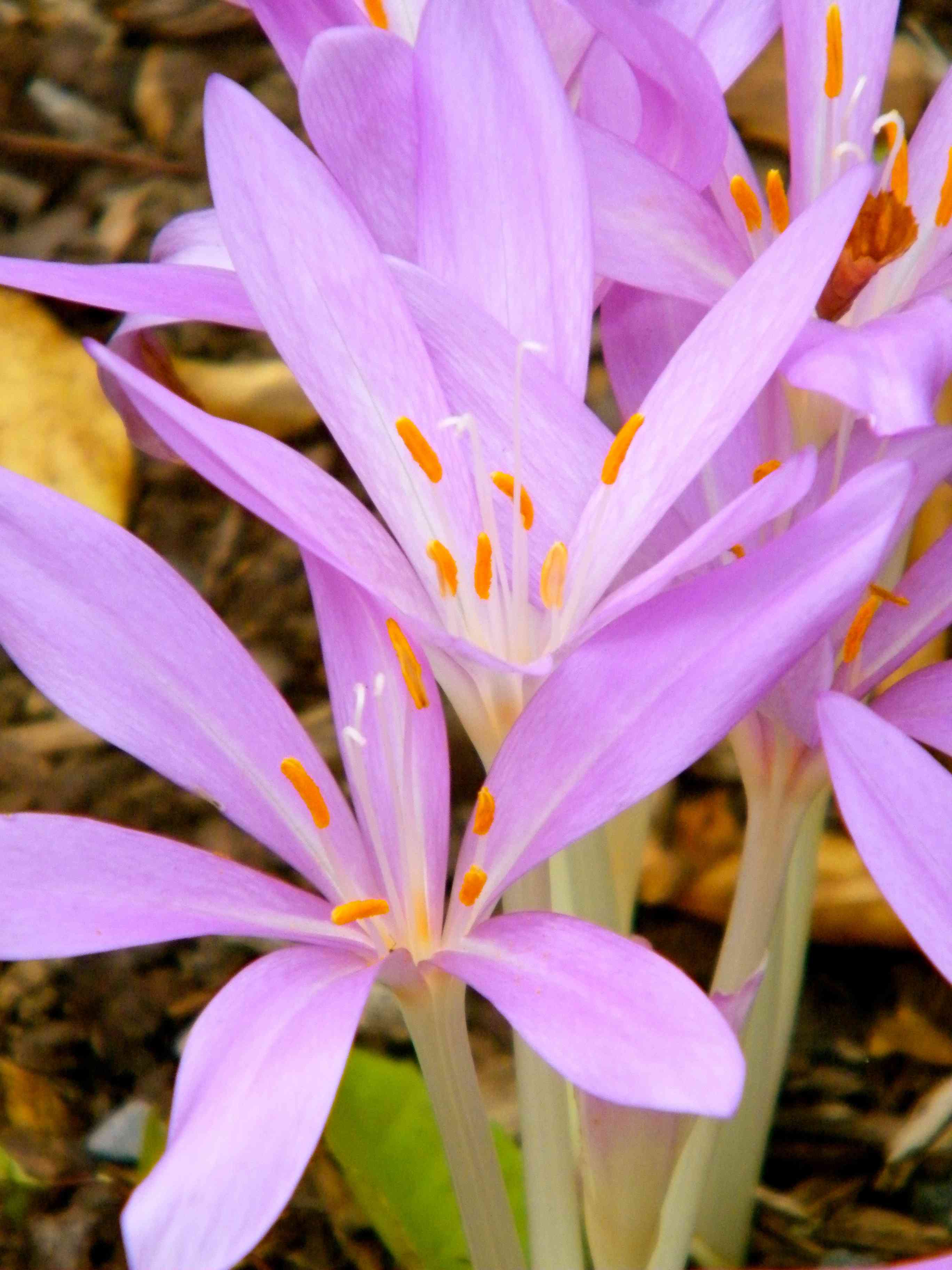 Autumn crocus