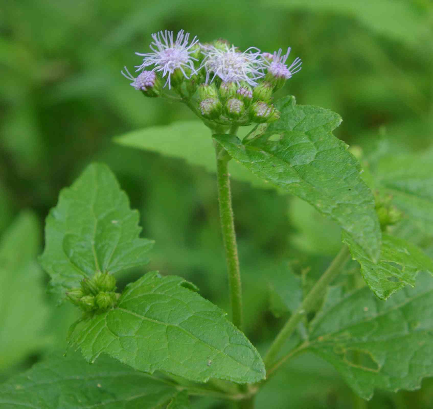 Blue mistflower