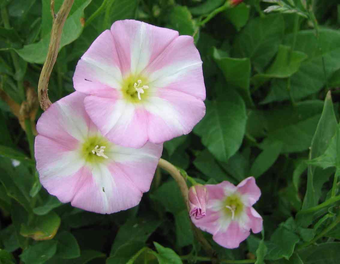 Field bindweed