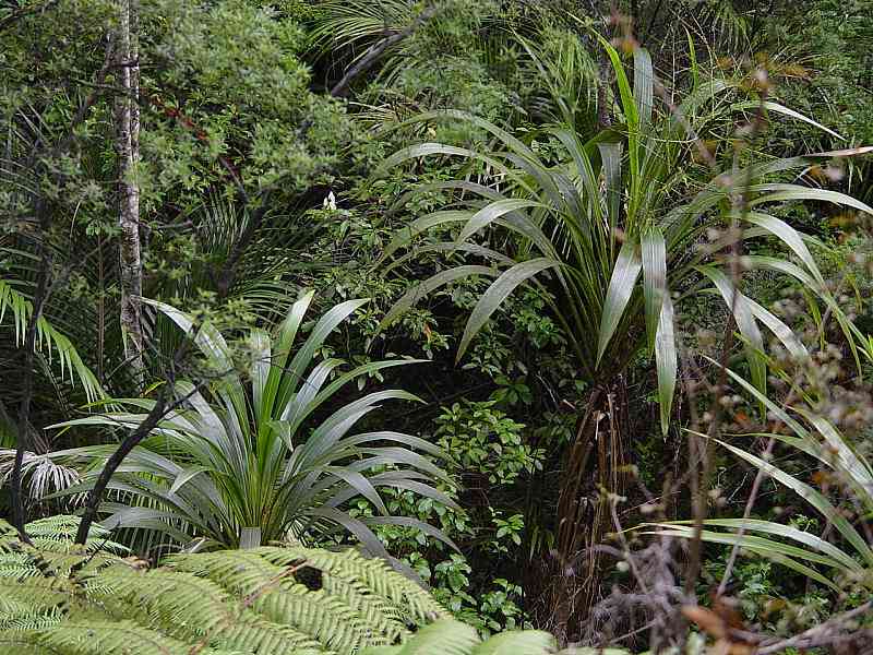 Forest cabbage tree