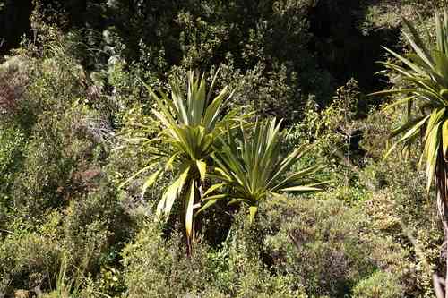 Mountain cabbage tree